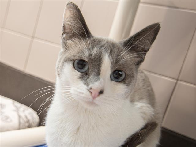 Blueberry - Female - Domestic SH
