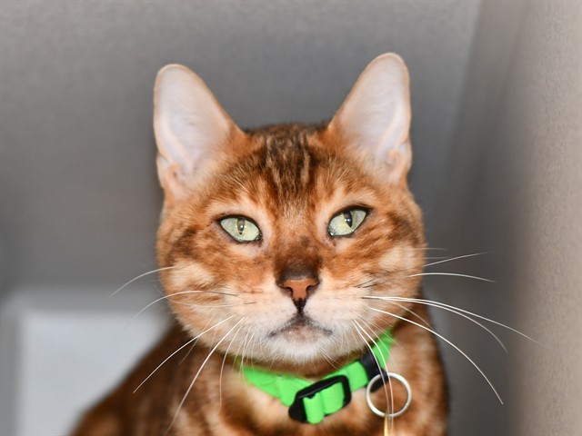 Ren - Female - Bengal