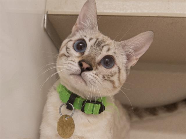 Tomato - Female - Bengal