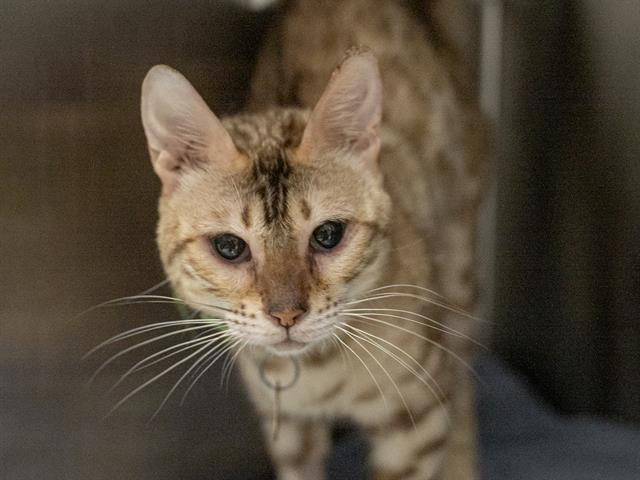 Ophelia - Female - Bengal