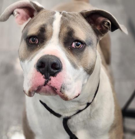 Bradley - Male - Am Bulldog-Mix