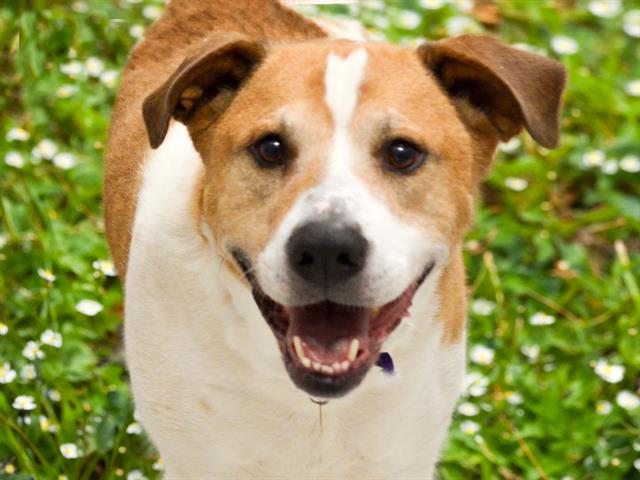Chico - Male - Nonspecific