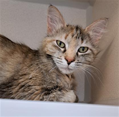 Razz - Female - Domestic SH