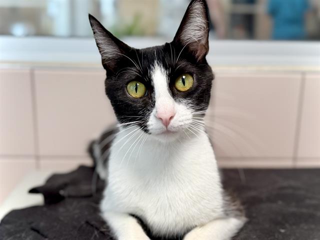 Mountain Dew - Female - Domestic SH