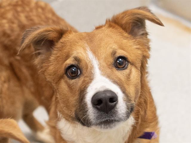 Louis - Male - Nonspecific
