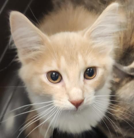 Momo - Female - Domestic MH