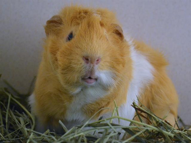 Rhino - Male - Guinea Pig