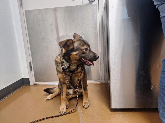 Marlow - Male - German Shepherd-Mix