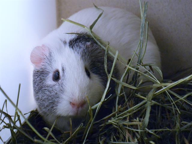 Snowball - Female - Guinea Pig