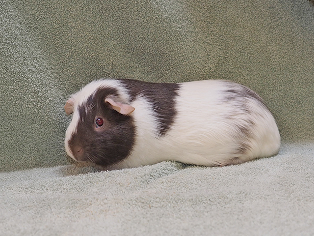 Scooter - Male - Guinea Pig