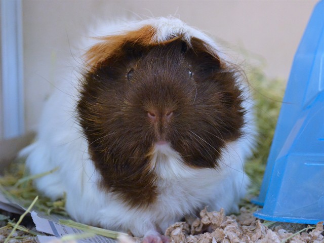 Skipper - Female - Guinea Pig