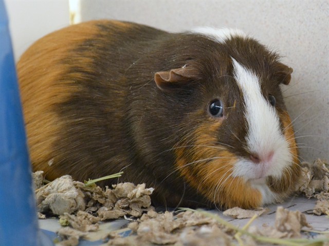 Dobby - Female - Guinea Pig