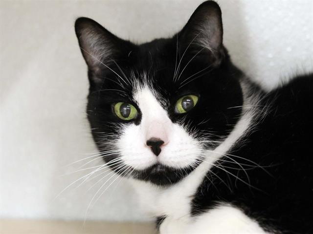 Django - Male - Domestic SH