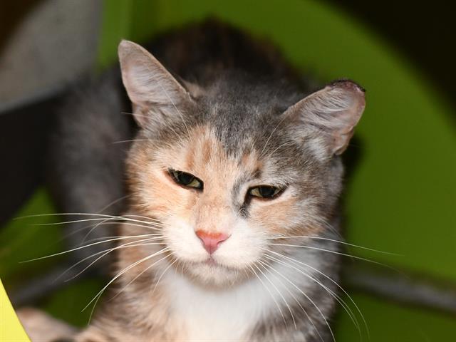 Moonpie - Female - Domestic SH