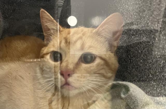 Timmy - Male - Domestic SH