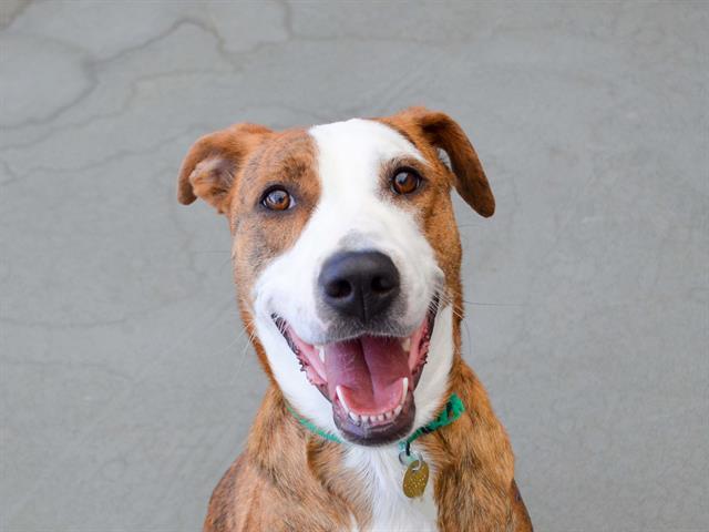 Dutchess - Female - Pit Bull-Australian Shepherd