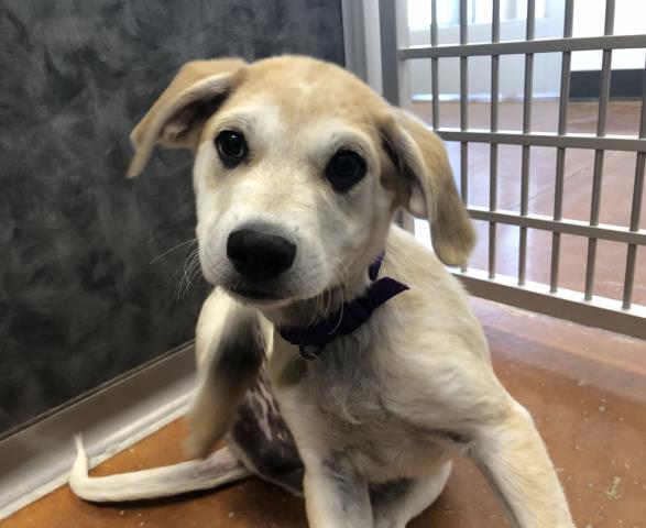 Guy - Male - Labrador Retriever-Mix