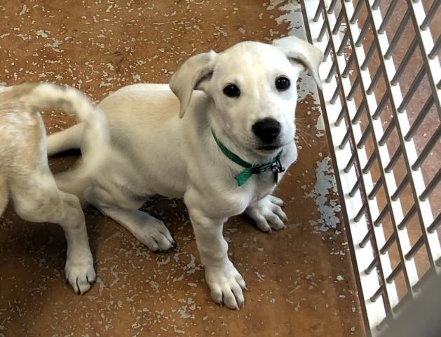 Eep - Female - Labrador Retriever-Mix