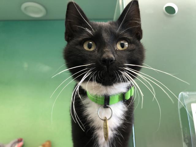Charmin - Female - Domestic SH