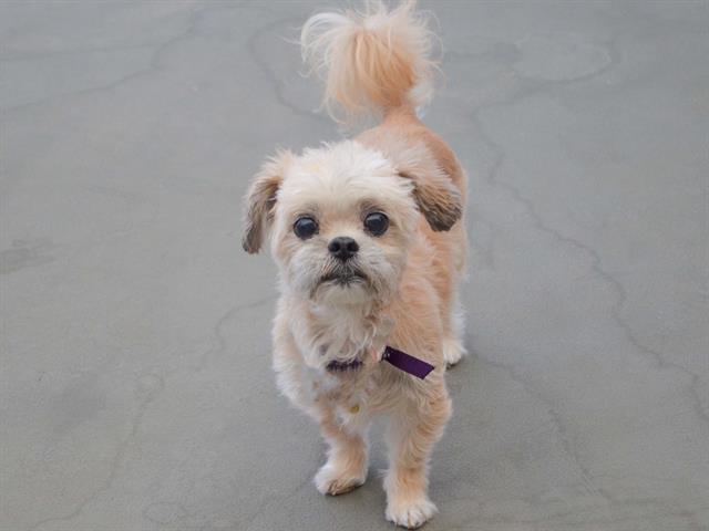 Pepe - Male - Lhasa Apso-Shih Tzu