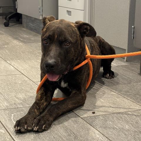 Berry - Male - Mastiff