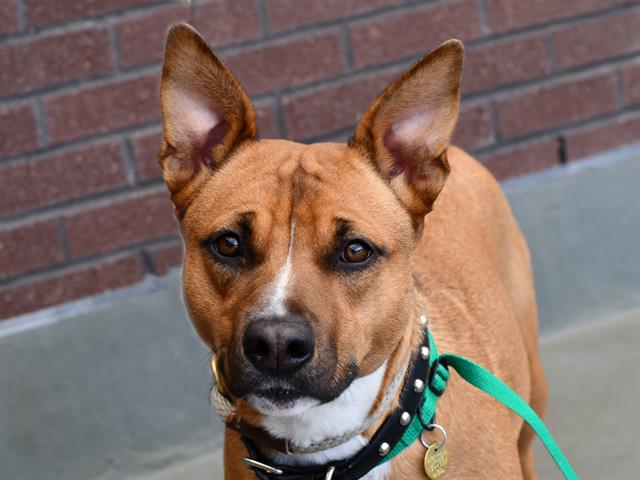 Ruby Mae - Female - Nonspecific