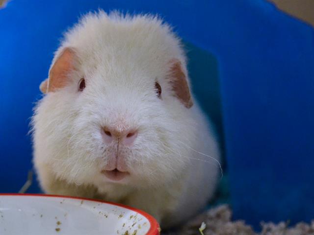 Kilo - Male - Guinea Pig