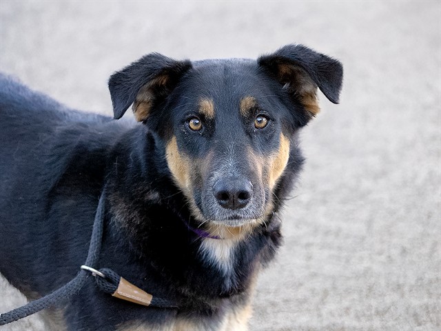 Rocky - Male - German Shepherd-Mix