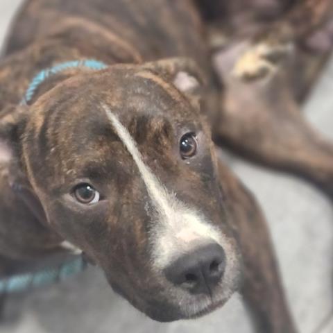  - Male - Mastiff-Mix