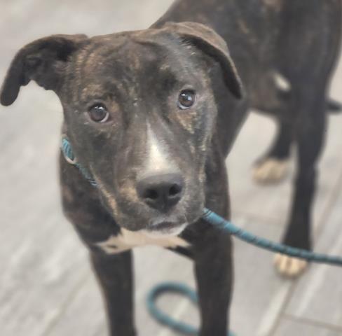  - Female - Mastiff-Mix