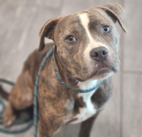  - Female - Mastiff-Mix