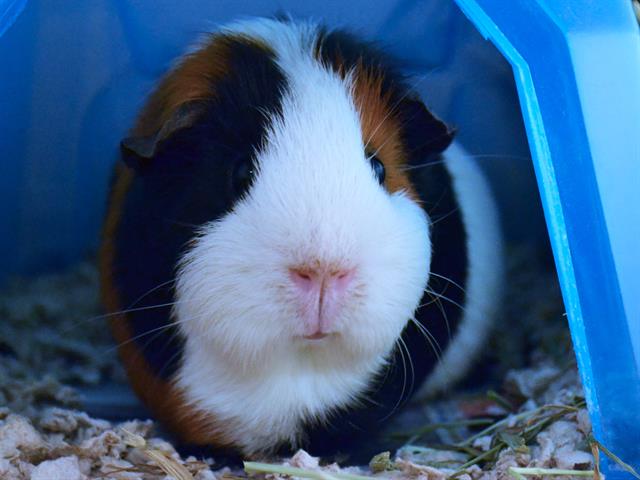 Snoopy - Female - Guinea Pig