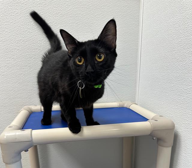 Baby - Female - Domestic SH