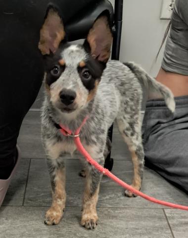 Gravy - Female - Australian Cattle Dog