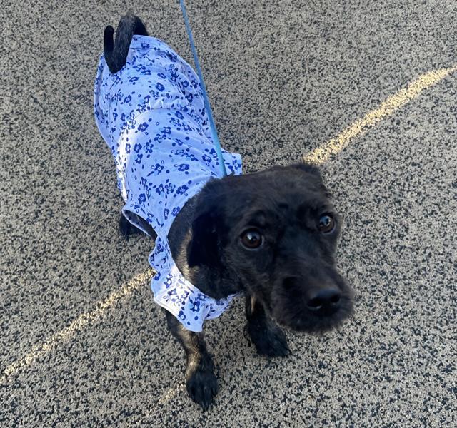 Roo - Female - Miniature Poodle-Mix