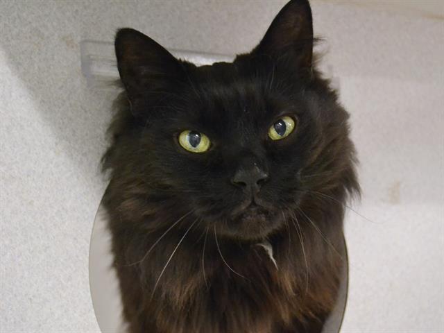 Ruby - Female - Domestic LH