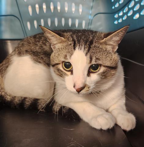 Houdini - Male - Domestic SH
