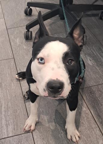  - Female - Pit Bull