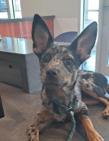 Bean - Female - Chihuahua-Mix
