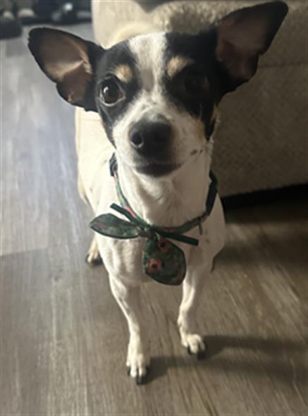 Bambi - Female - Chihuahua