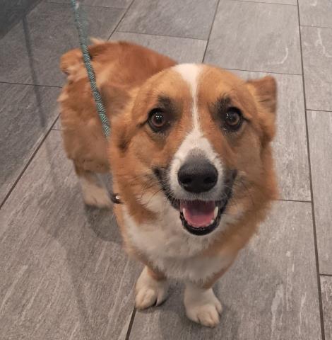  - Male - Pembroke Welsh Corgi