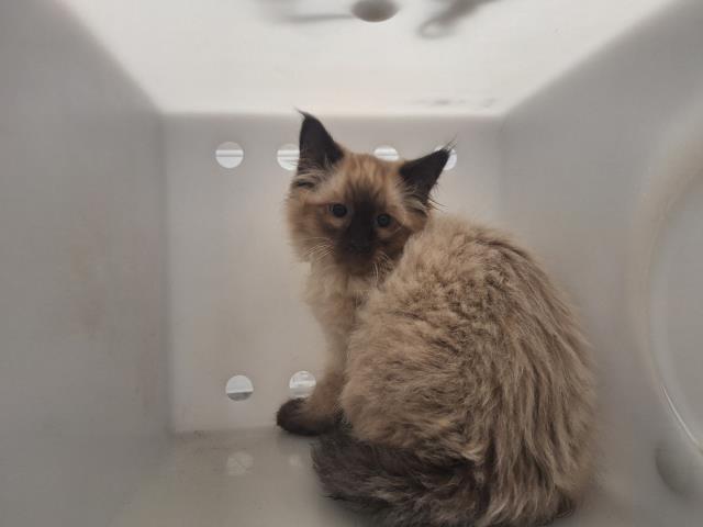  - Unknown - Siamese