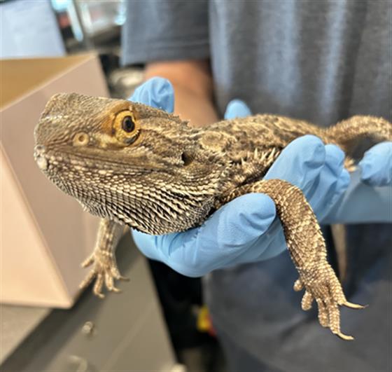 Sunny - Female - Lizard