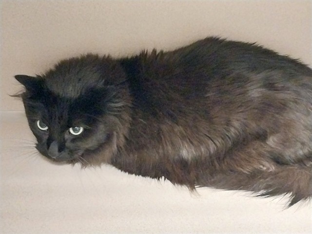 Salem - Male - Domestic MH