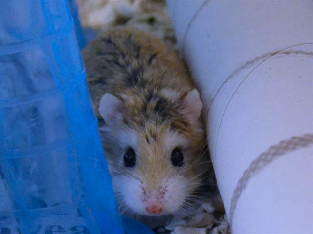 Stormy - Female - Siberian