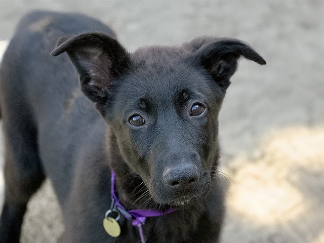 Rooster - Male - German Shepherd-Mix