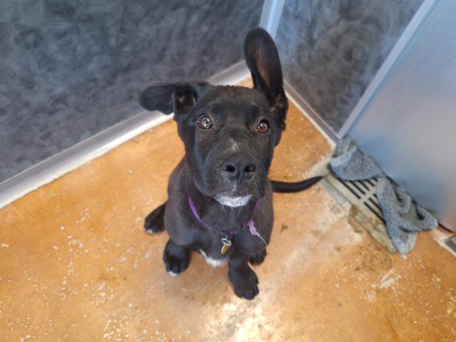 Kerr - Male - German Shepherd-Mix