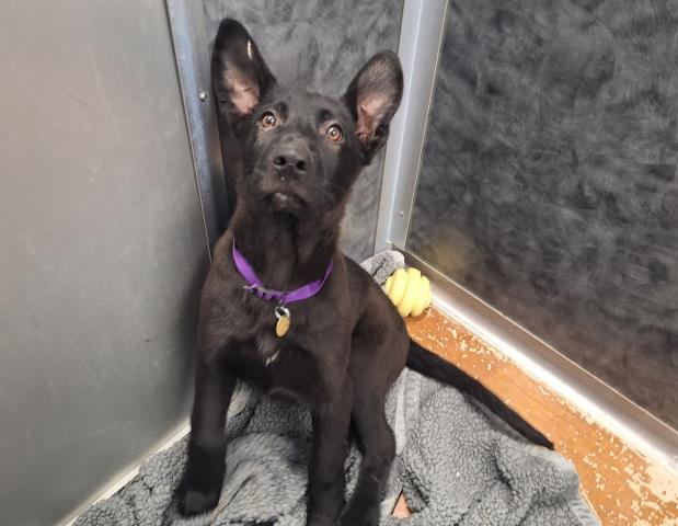 Banana - Male - German Shepherd-Mix