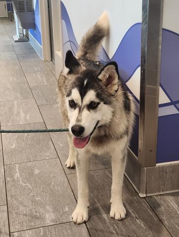  - Female - Siberian Husky