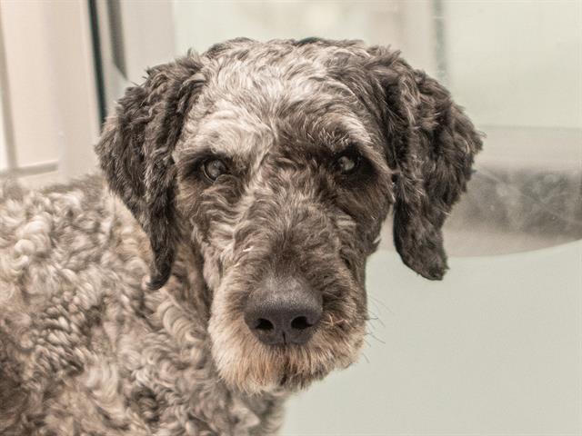 Earl Gray - Male - Standard Poodle-Bouvier des Flandres